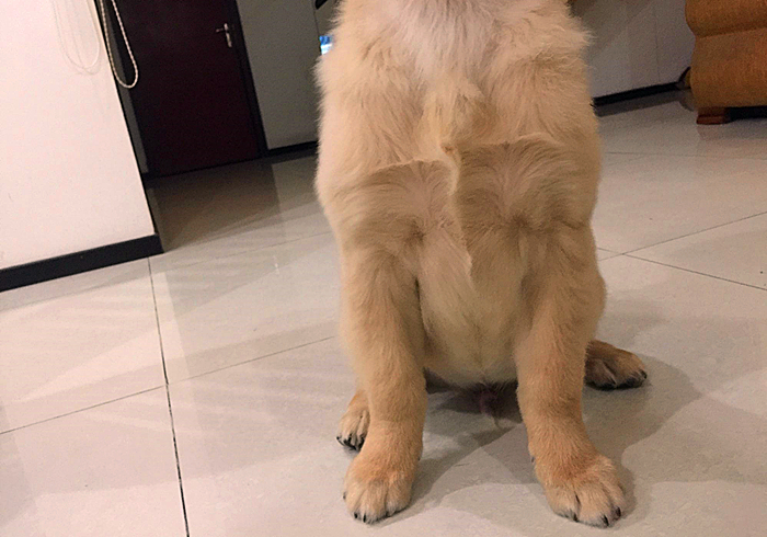 狗狗脚趾真菌感染怎样治疗,狗狗真菌感染怎么预防