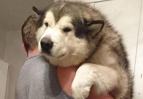 幼犬狗狗刚来胆小害怕怎么办,狗狗胆小怎么办见人就躲