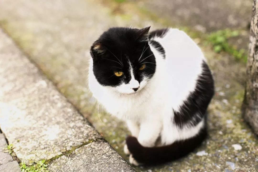 告别流浪猫展览再现12个吸猫圣地,最治愈的吸猫胜地