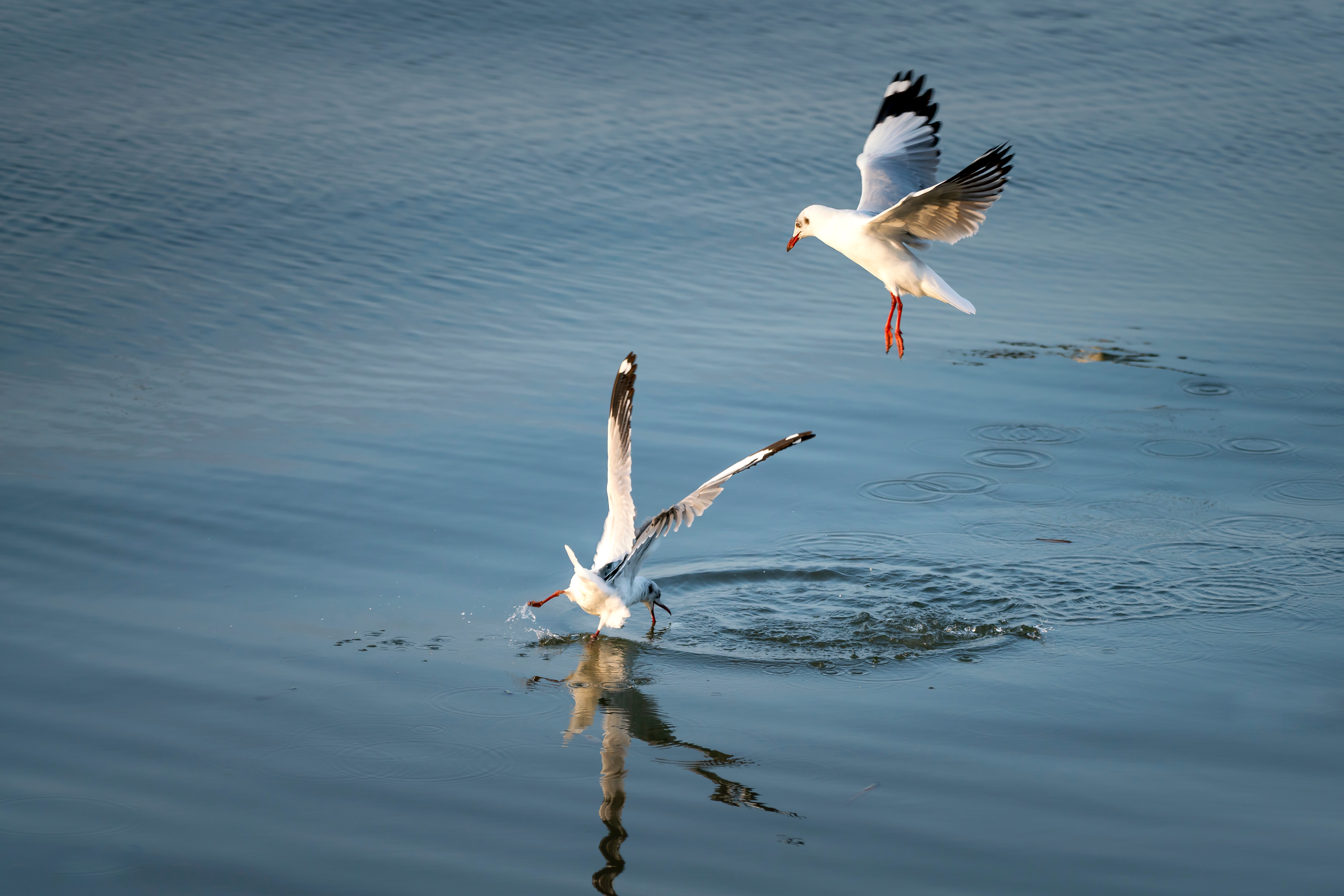 哪些师范大学可以参加杭州校招,怎么看杭州各个高校的校招