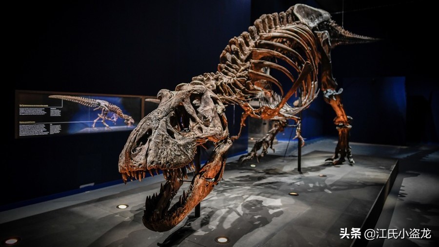 霸王龙的一生,霸王龙最关键的两个阶段