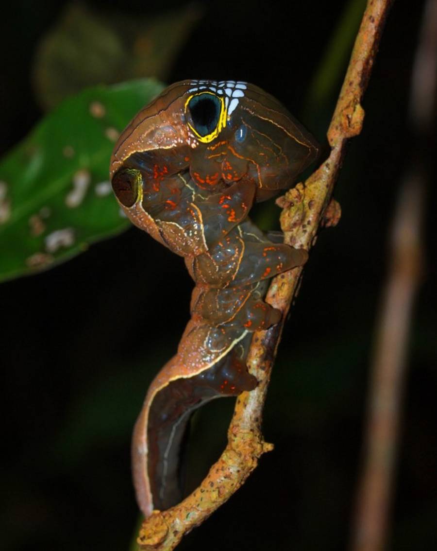 形似叶子的毛毛虫,苔蛾幼虫黑色毛毛虫