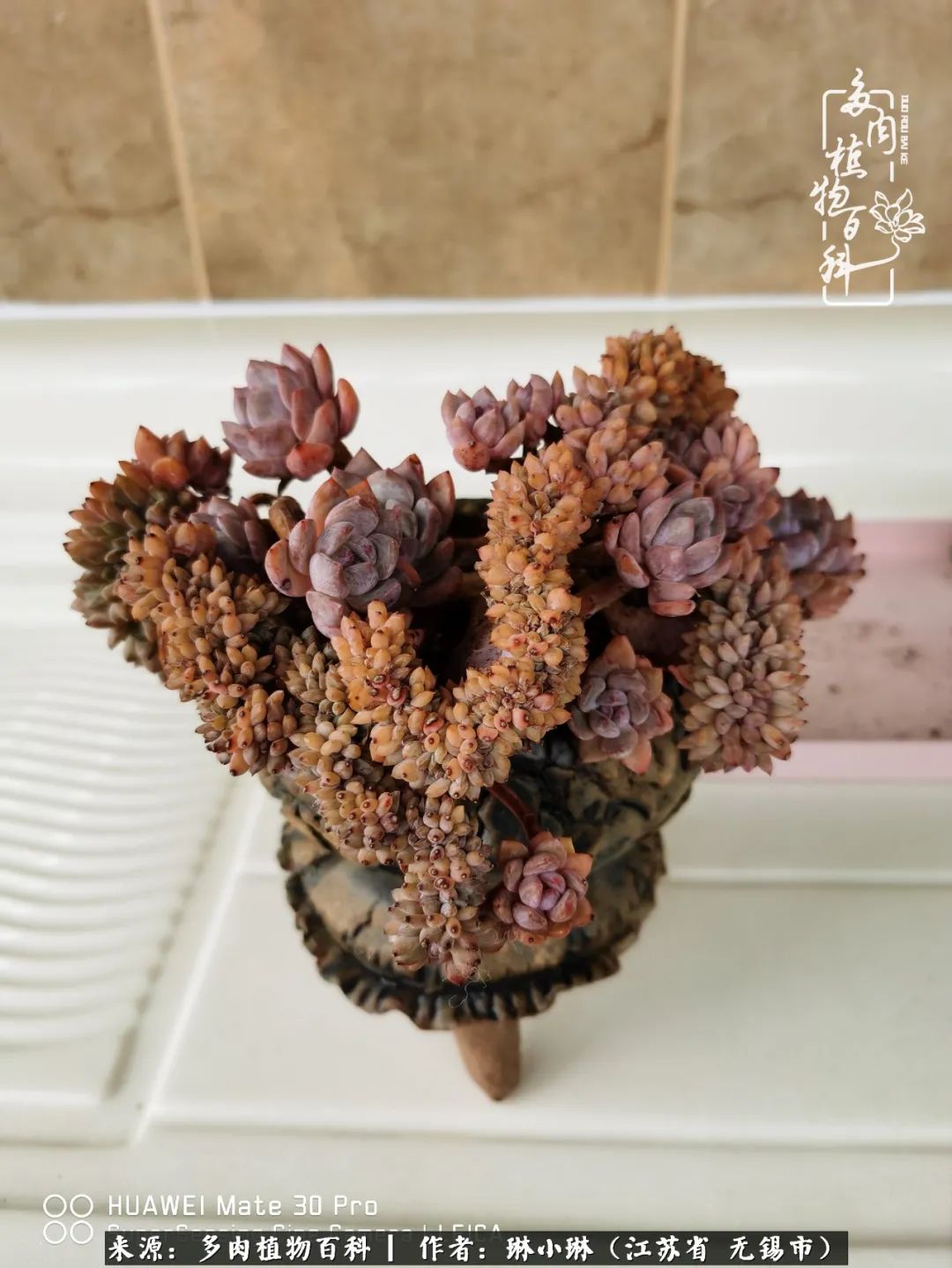 又到多肉变美时，一切都鼓励我积极向前