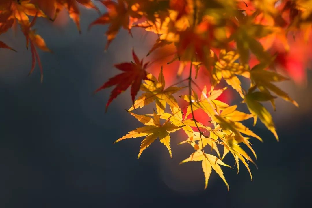 人健康的十大秘诀,10句健康箴言体勤益寿心静延年