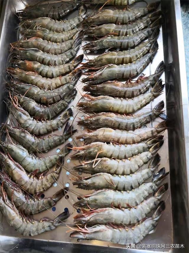 爱上一座城爱上一个人短视频,长岛大壮渔家民宿团购