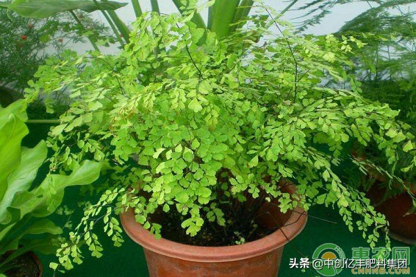 铁线蕨有多少种,水培铁线蕨的养殖方法和注意事项