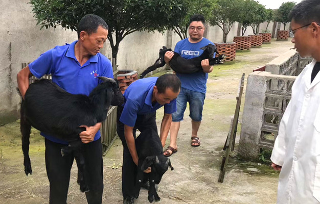 放牧黑山羊常见疾病防治,黑山羊常见皮肤疾病