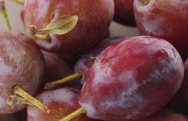 西梅树的种植方法和注意事项,西梅在我国哪些地方适合种植