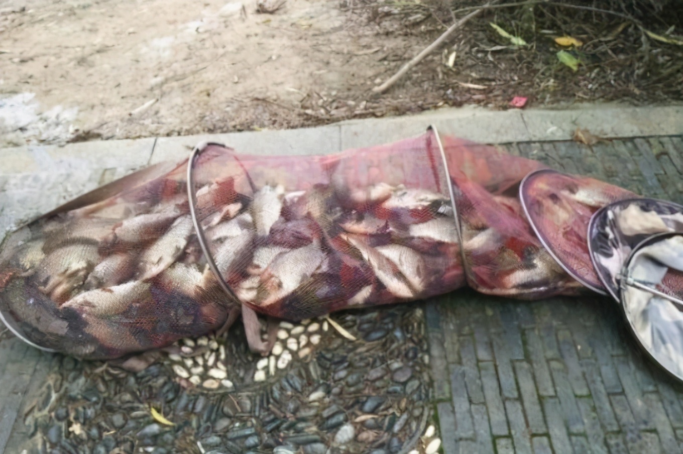 鱼口太轻怎么解决传统钓,鱼吃口轻怎么钓