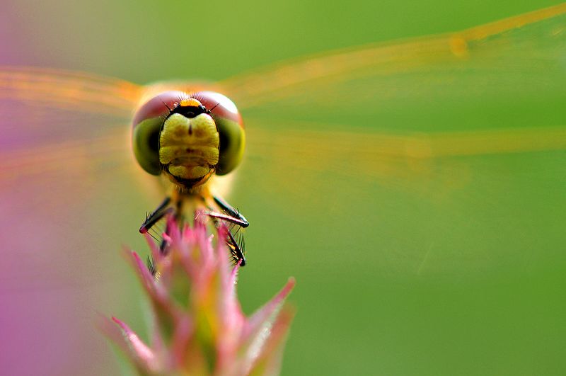 栖息在晚霞中的蜻蜓,栖息在竹林里的蜻蜓