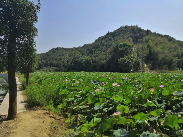 天子的世界树哪儿得到的,天子的国度