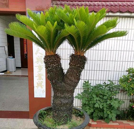 铁树怎么养护才不会黄叶子,养铁树有3个小技巧