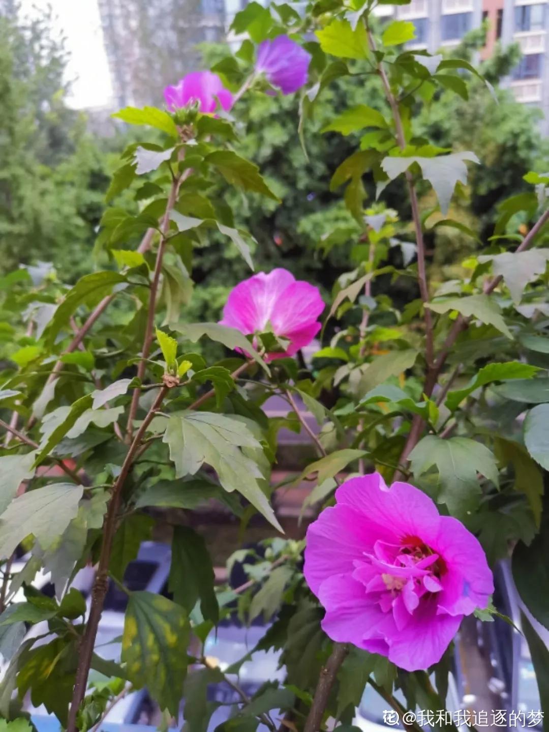 春天开的花有哪些常见又漂亮,十大名花在春天开的有哪些