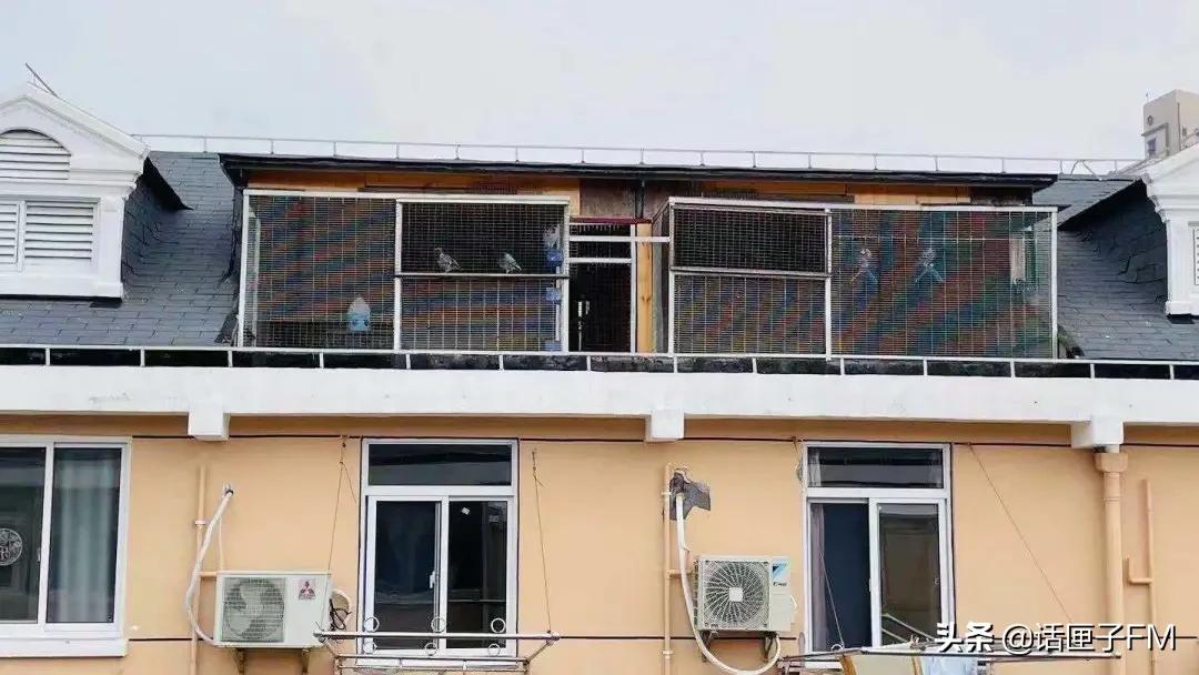 沉浸式鸽毛纷飞，360度鸽声缭绕！居民楼违建搭60平米鸽棚久久不拆，难道无解？