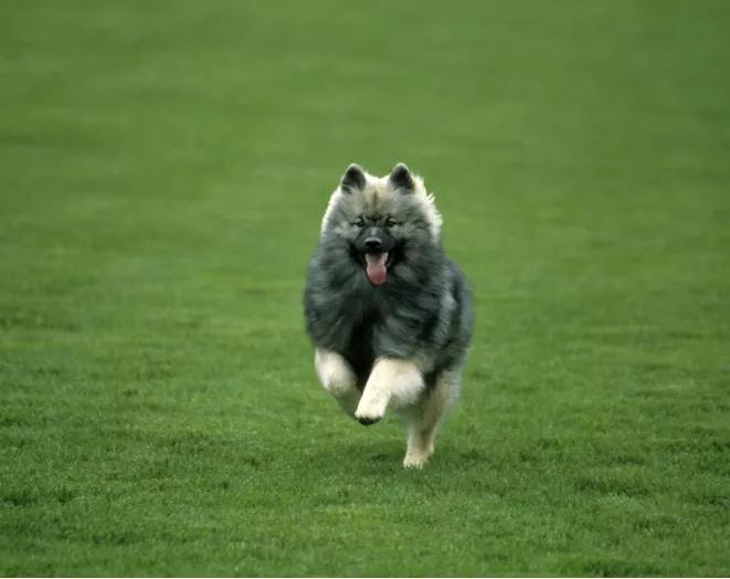 每日一犬---荷兰毛狮犬