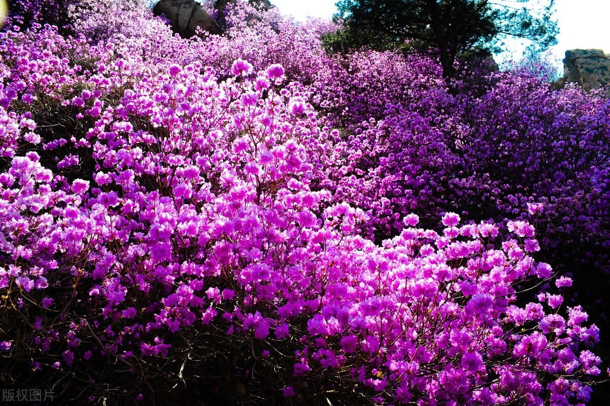野生映山红的生长过程,栽种野生映山红的正确方法