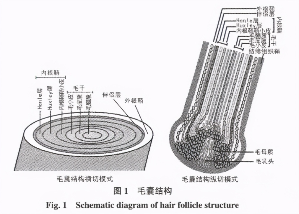 头发细软怎么办适合什么发型,头发又软又细用什么护发