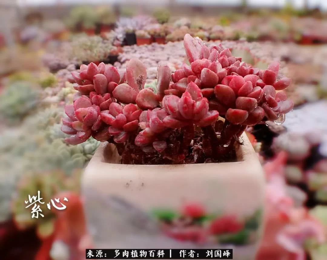 七百元打造的多肉王国，你还缺什么？