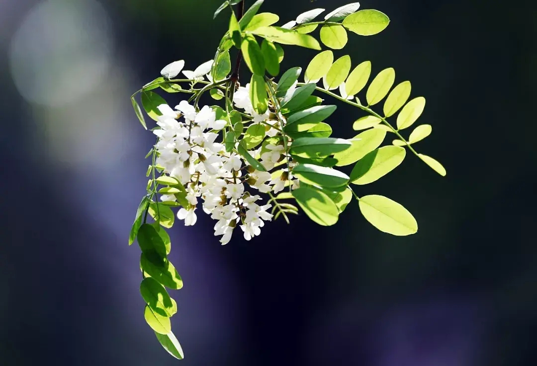 槐花飘香的最佳食用方法,槐花飘香季怎么吃