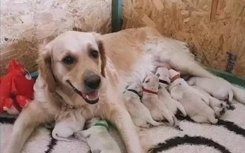 给狗狗接生,给狗狗接生有没有忌讳