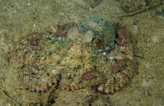 见微:藏在“天价米粉”里的聪明又好吃的小萌宠——八爪鱼