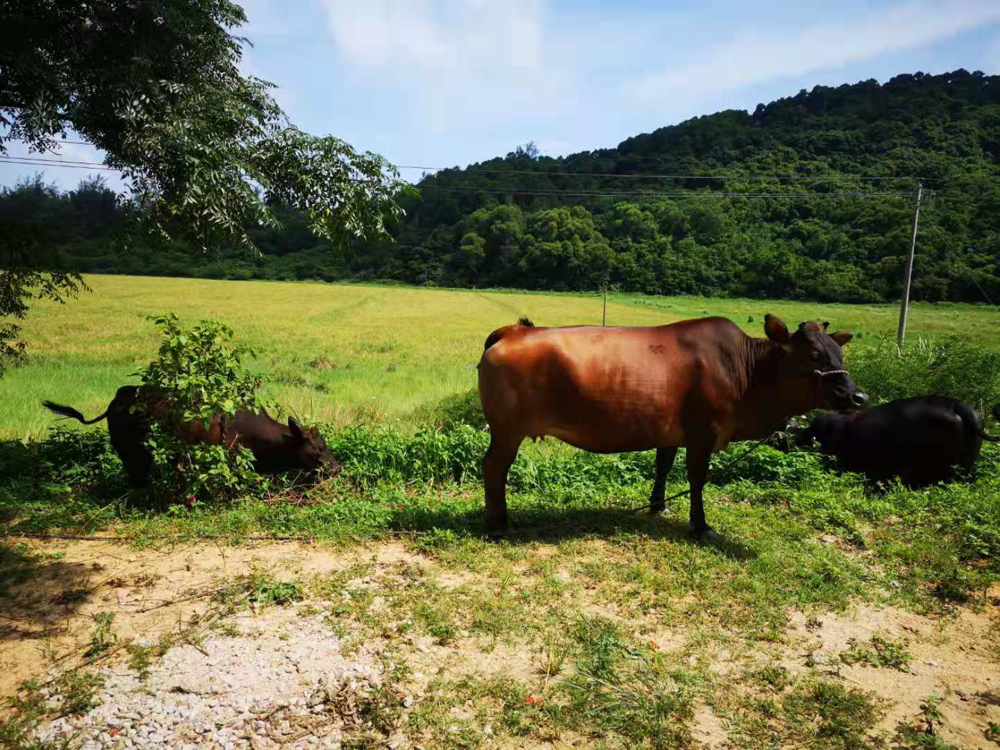 广东十大绝美岛屿,广东下川岛风景图片