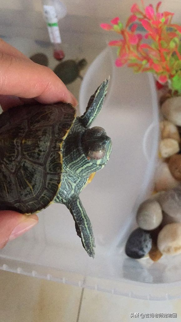 龟友的龟生病了,龟友养龟正确方法
