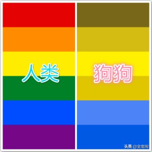 狗狗色盲怎么判断,狗狗玩具建议买什么颜色