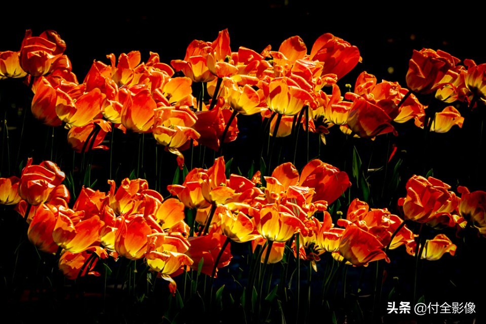 北京国际鲜花港门票优惠,北京国际鲜花港夏天