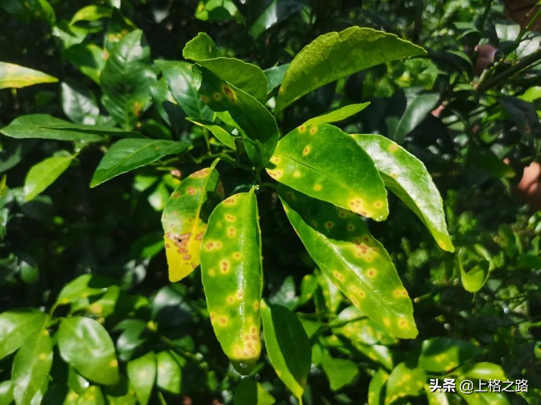 柑橘溃疡病防控口诀,丙森锌能预防柑橘溃疡病吗