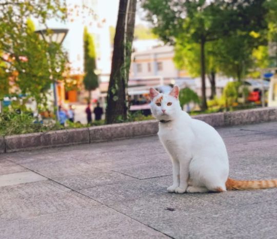 向往的生活1中的小院,精装版向往的生活