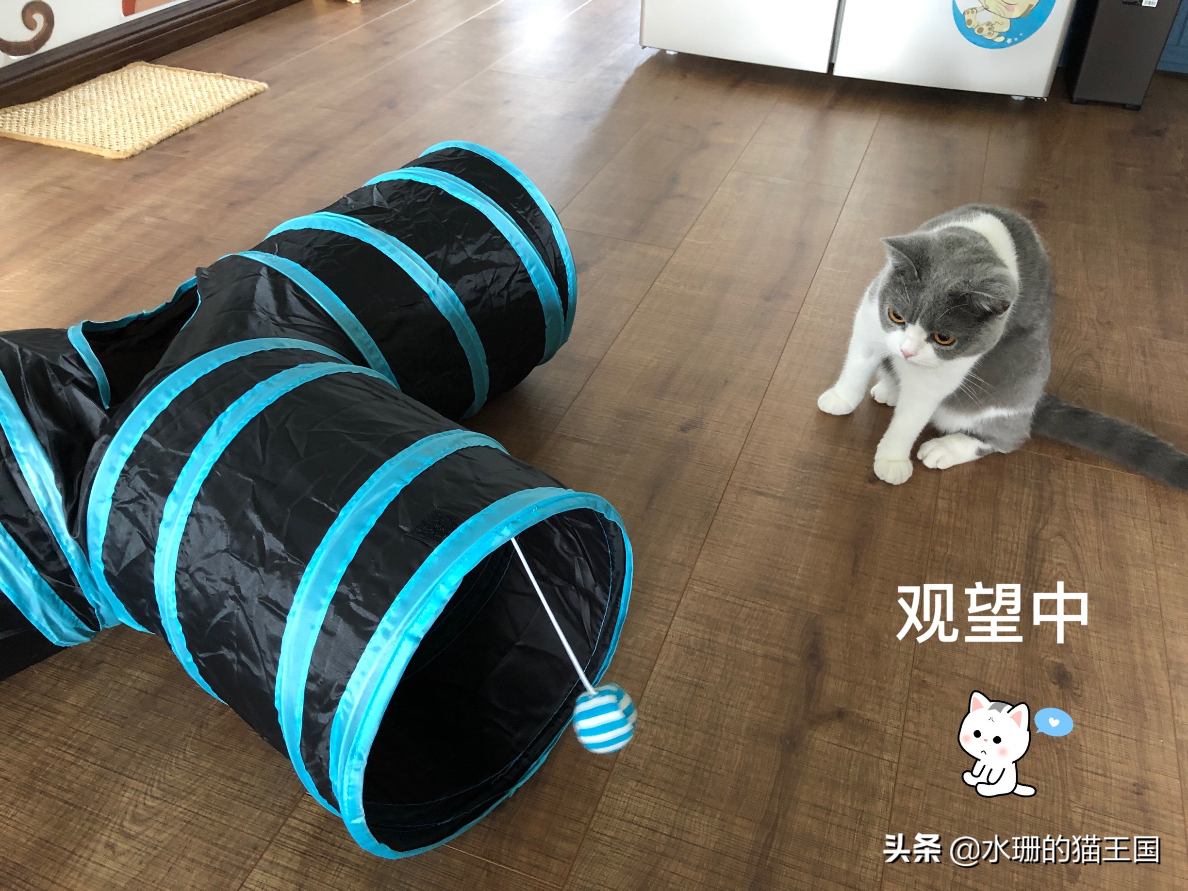 猫咪玩具选择要激发猫咪的兴趣,猫玩具应该如何逗猫