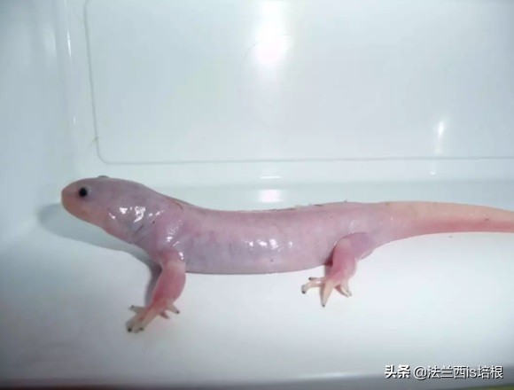 六角恐龙攻击金鱼,六角恐龙暴躁一直撞来撞去