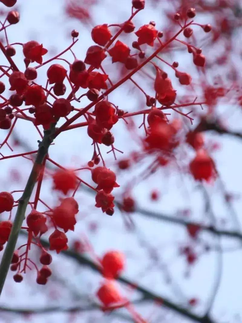 凉山最漂亮的花海,西昌赏花攻略