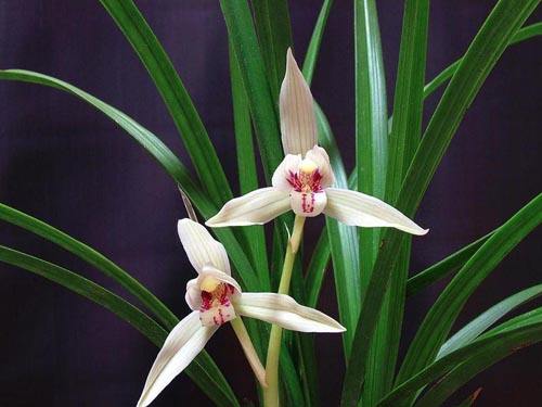 养兰要怎样养,新手养兰选择什么品种的兰花好