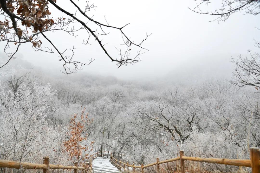 苏炳添,通辽欢迎你!吴智强,快带苏炳添回家