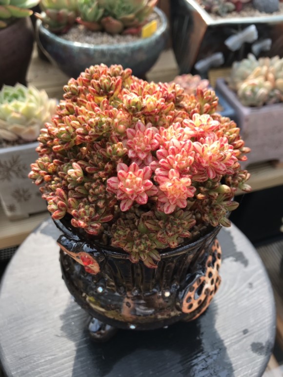 让人震撼的多肉,让人惊艳的多肉