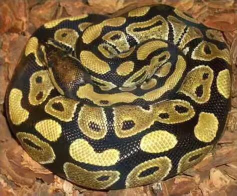 巨型超大的蟒蛇电影,巨型蟒蛇电影狂蟒之灾