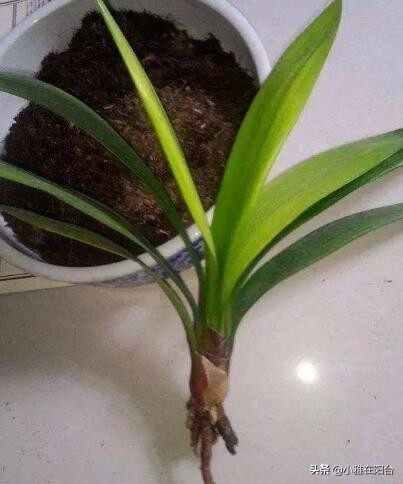 君子兰从叶片之间长出小苗怎么办,君子兰如何能长出小株幼苗