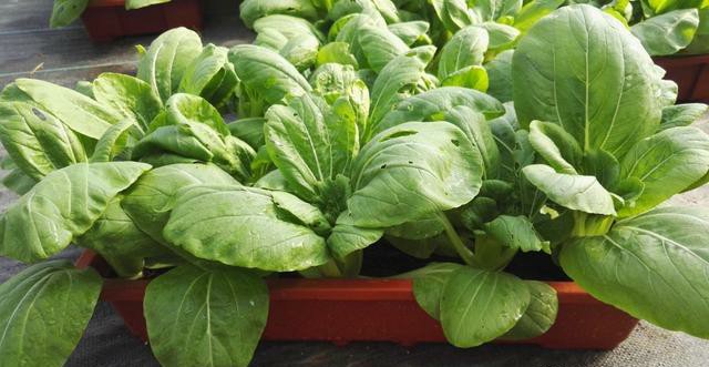 如何养好刚出壳的精品龟苗,新手养幼龟怎么养活得快