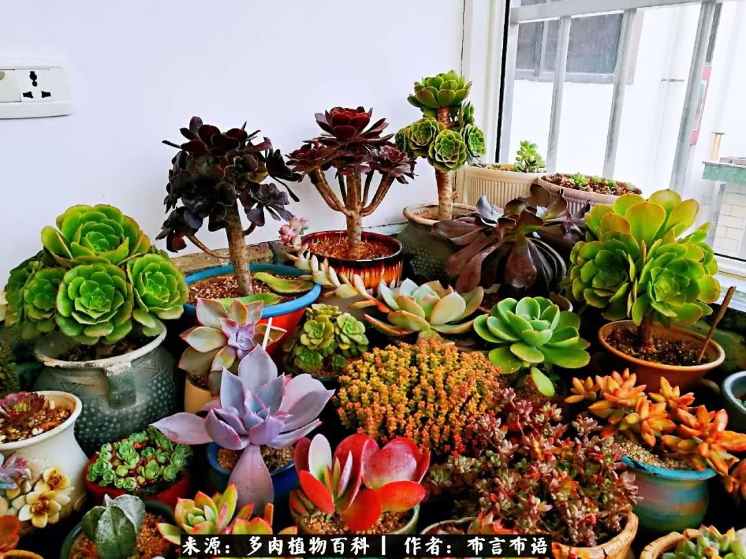 多肉的真实生活感悟,多肉的生活感悟