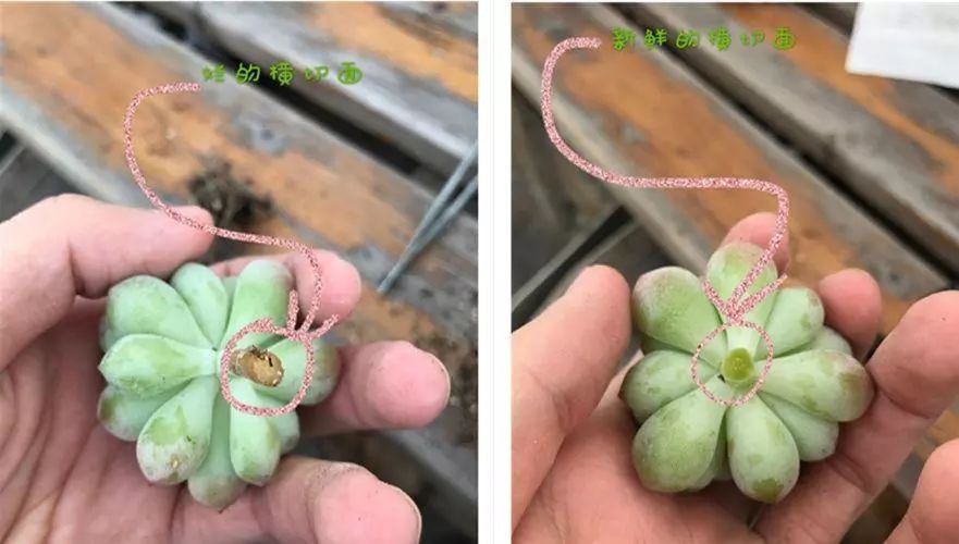 多肉植物种植小课堂,多肉小课堂长寿花