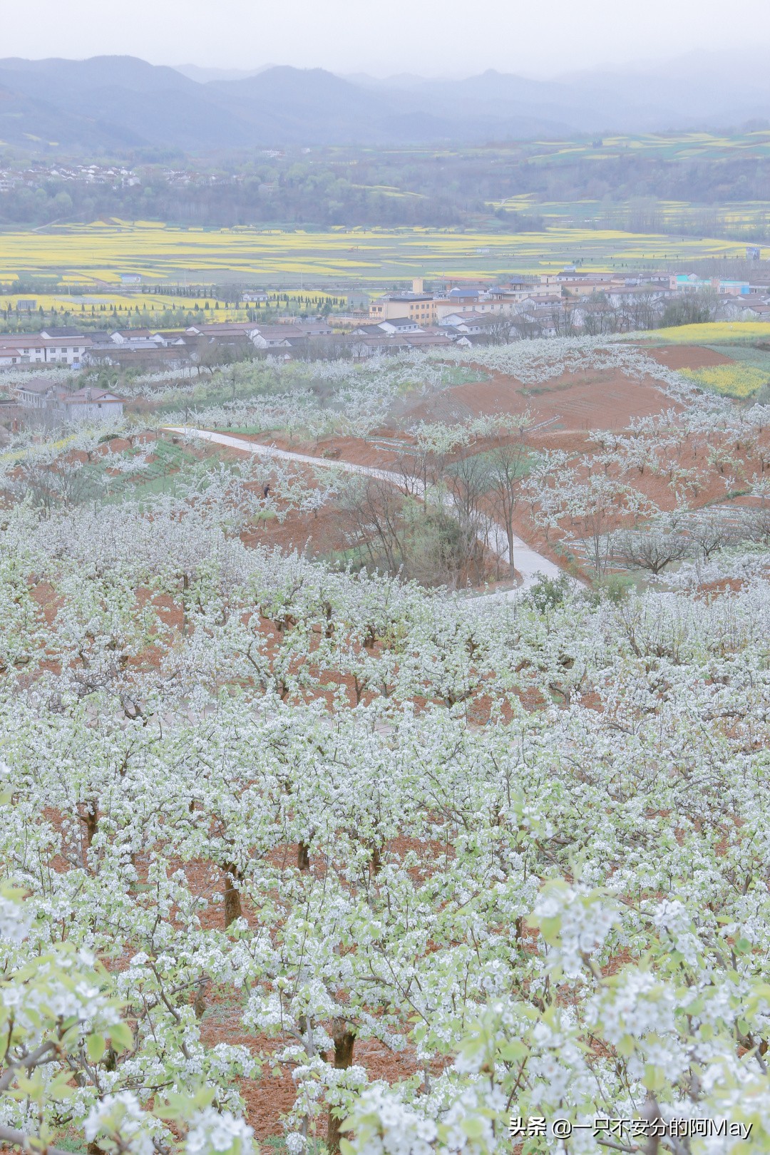汉中洋县油菜花旅游地点推荐,汉中看油菜花是去洋县还是西乡