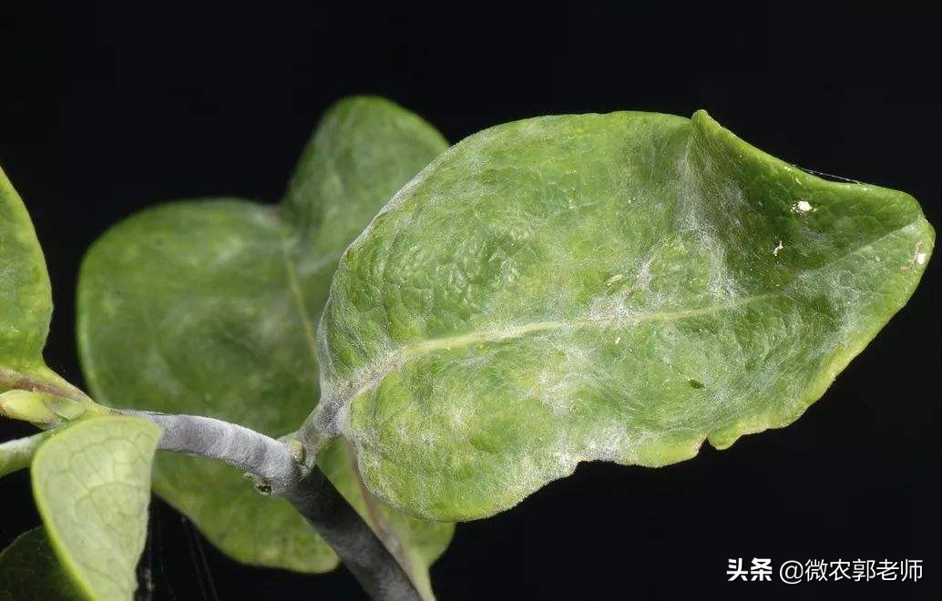 金银花病害及防治,金银花枝枯病的有效防治方法