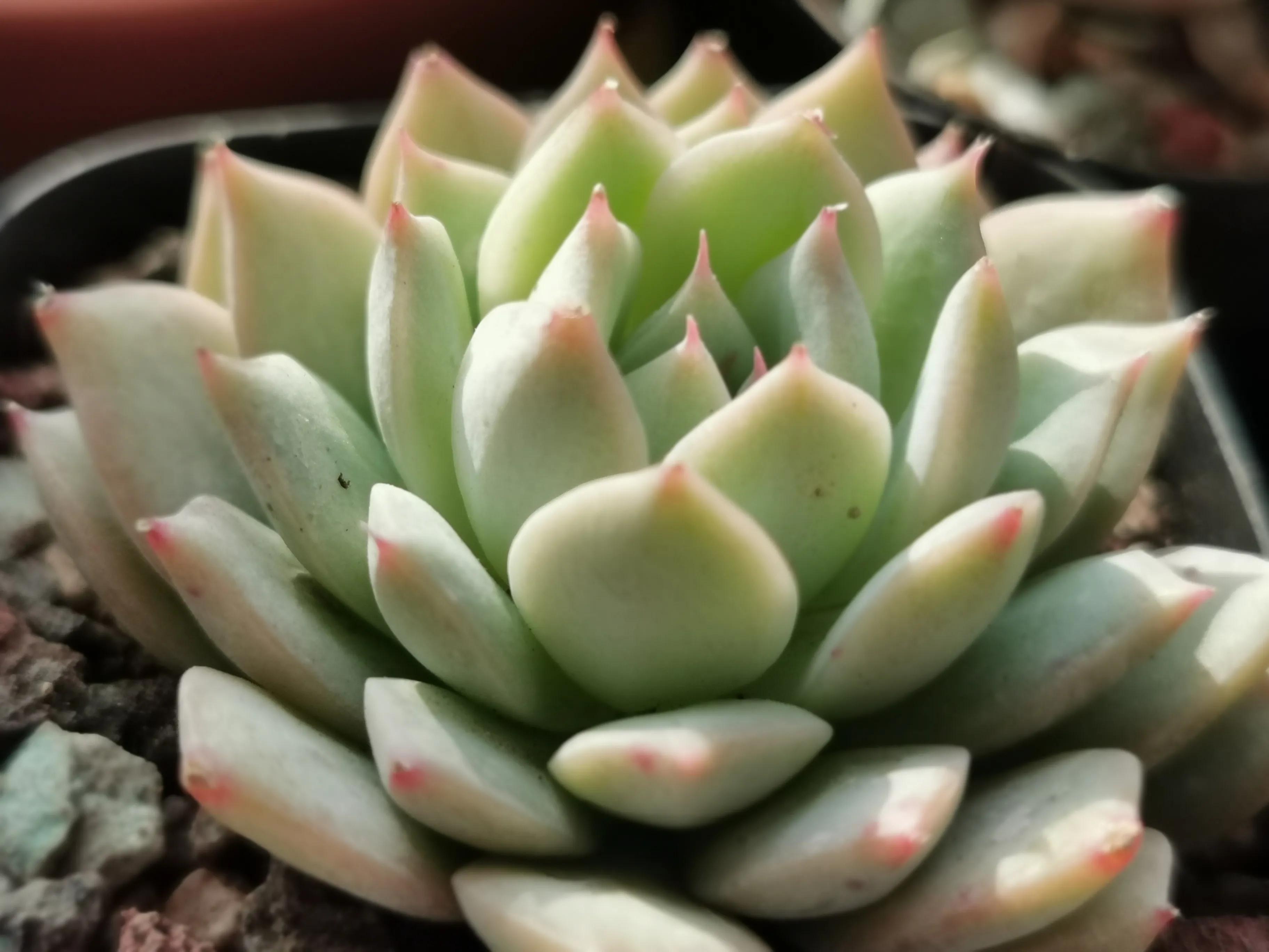 多肉品种大全大集合,多肉35元一盆图片