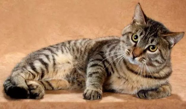 十块钱就能买一只狸花猫是真的吗,几十元的狸花猫能养吗