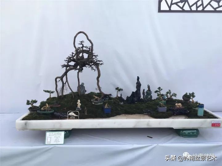 雀梅盆景下山桩如何栽,雀梅提根盆景老桩欣赏