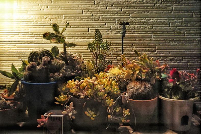 王思聪李易峰综艺节目,王思聪李易峰玩游戏