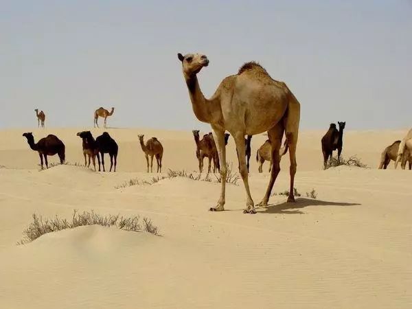 一颗沉着冷静的心态,冷静是一种心态更是一种智慧