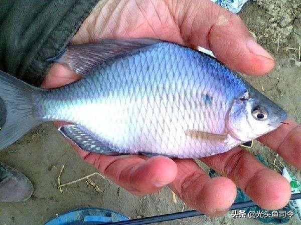 野钓小杂鱼闹窝怎么办,野钓如何避免小杂鱼闹窝